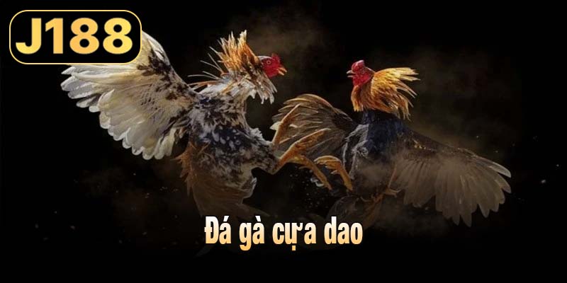 đá gà cựa dao